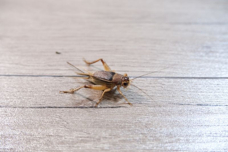 Cricket Control Service